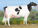 Kamp koeien oud, Hc Goldchip Par, Gold Chip, M+S+P Vries Nijbeets